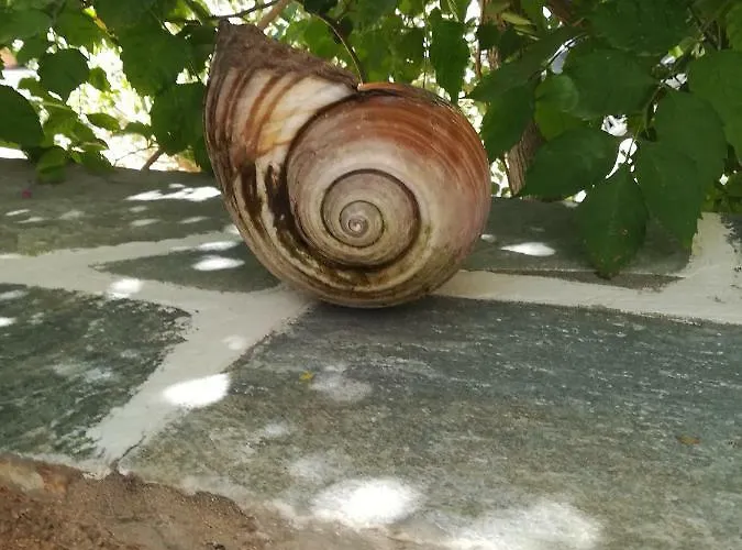 Sundeck ドリオス